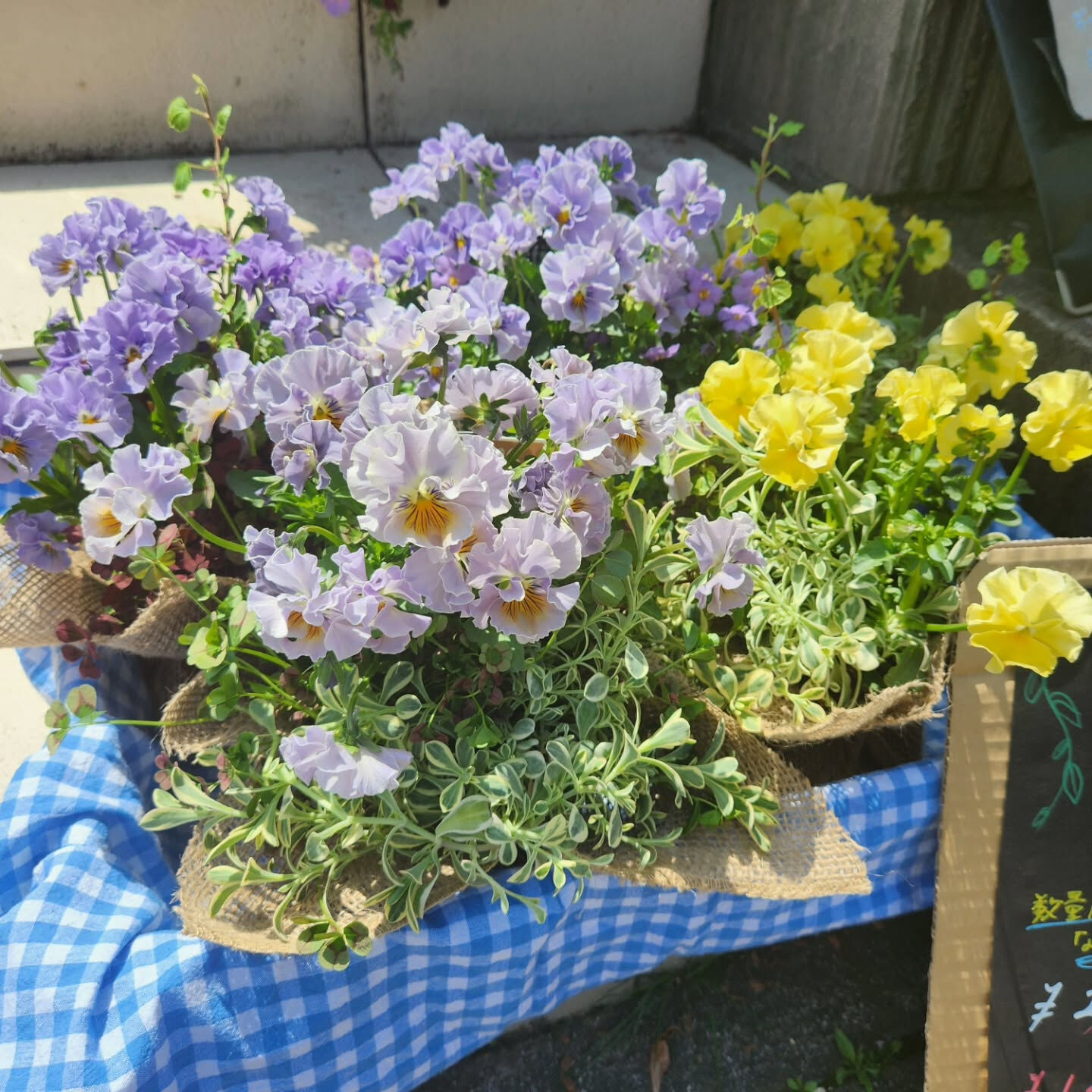 【20％off❤ビオラの花束アレンジ SALE中❗】