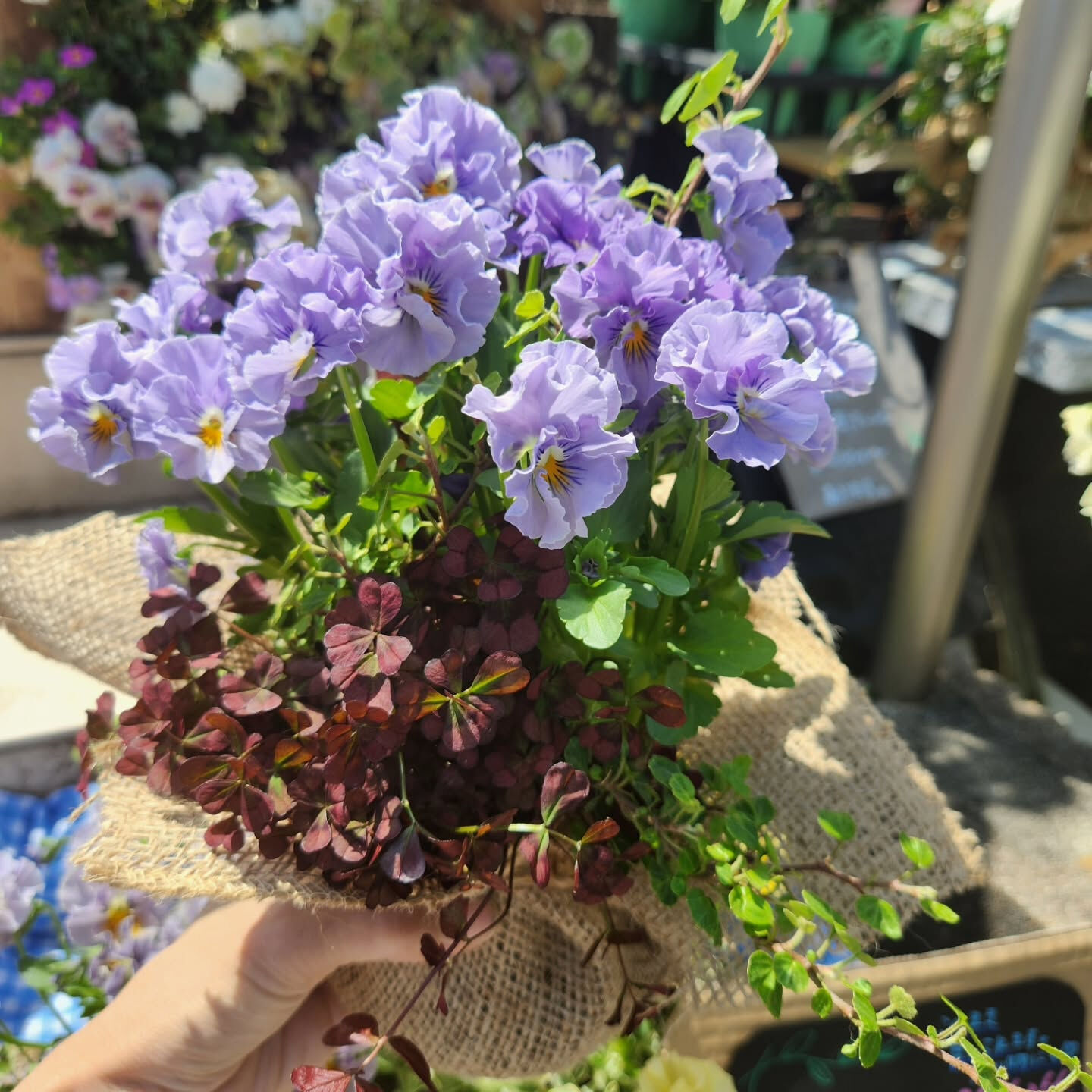 【20％off❤ビオラの花束アレンジ SALE中❗】