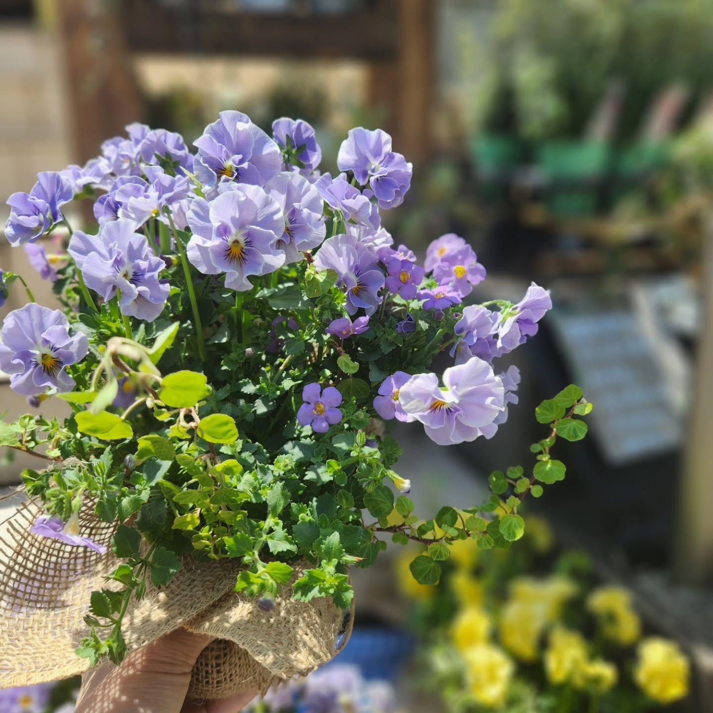 【20％off❤ビオラの花束アレンジ SALE中❗】