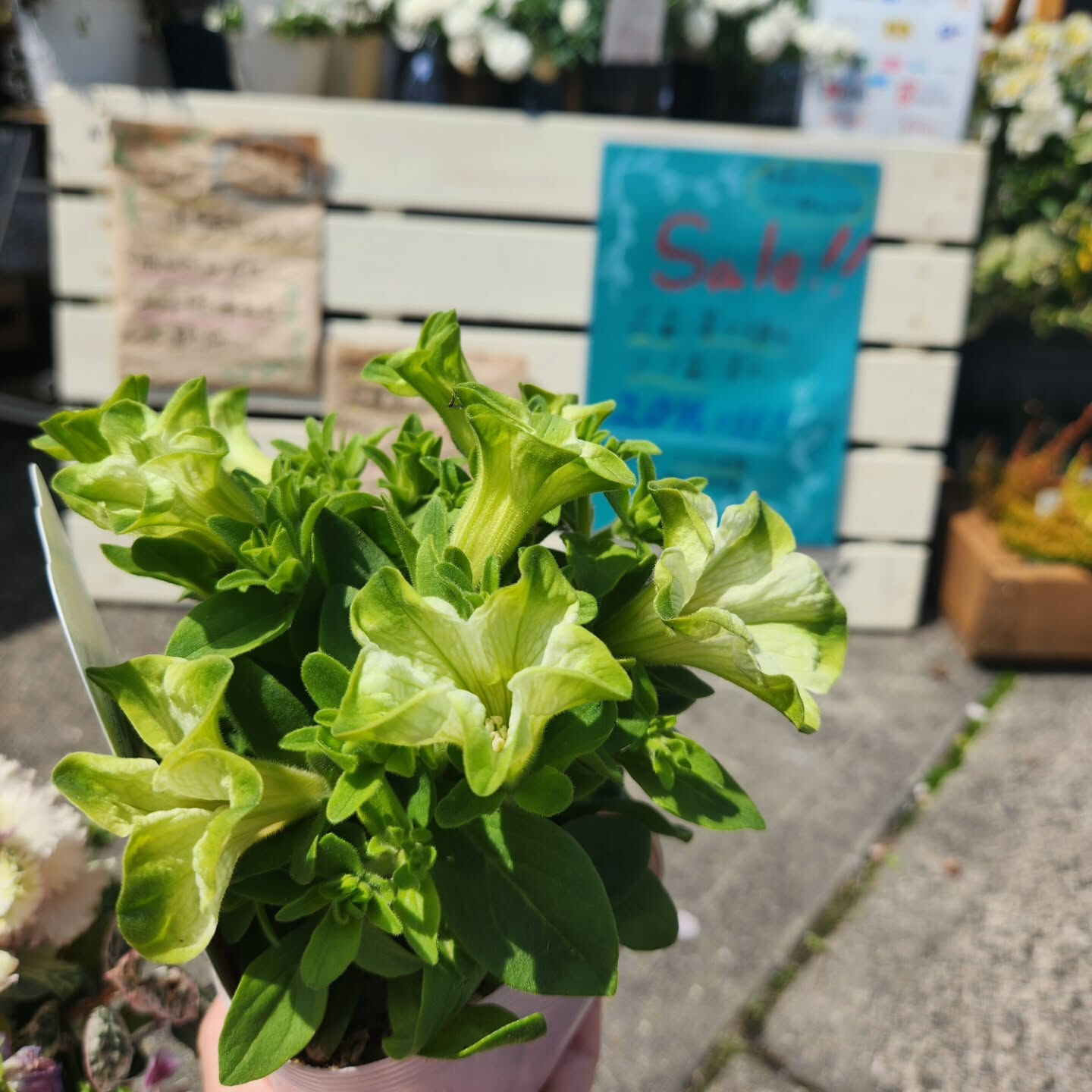 【ペチュニア 純粋 入荷しました❁⃘*.ﾟ】