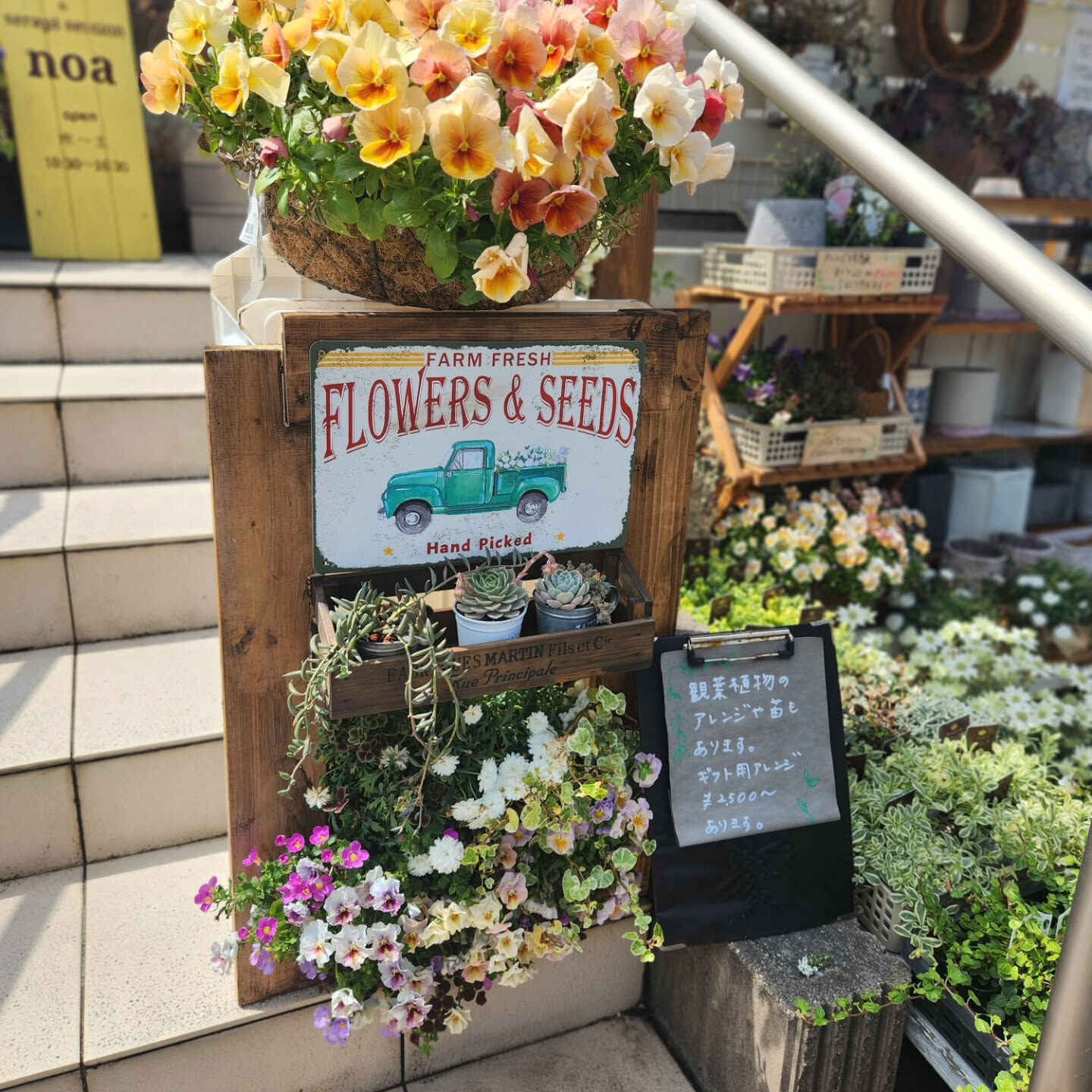 【ペチュニア 純粋 入荷しました❁⃘*.ﾟ】