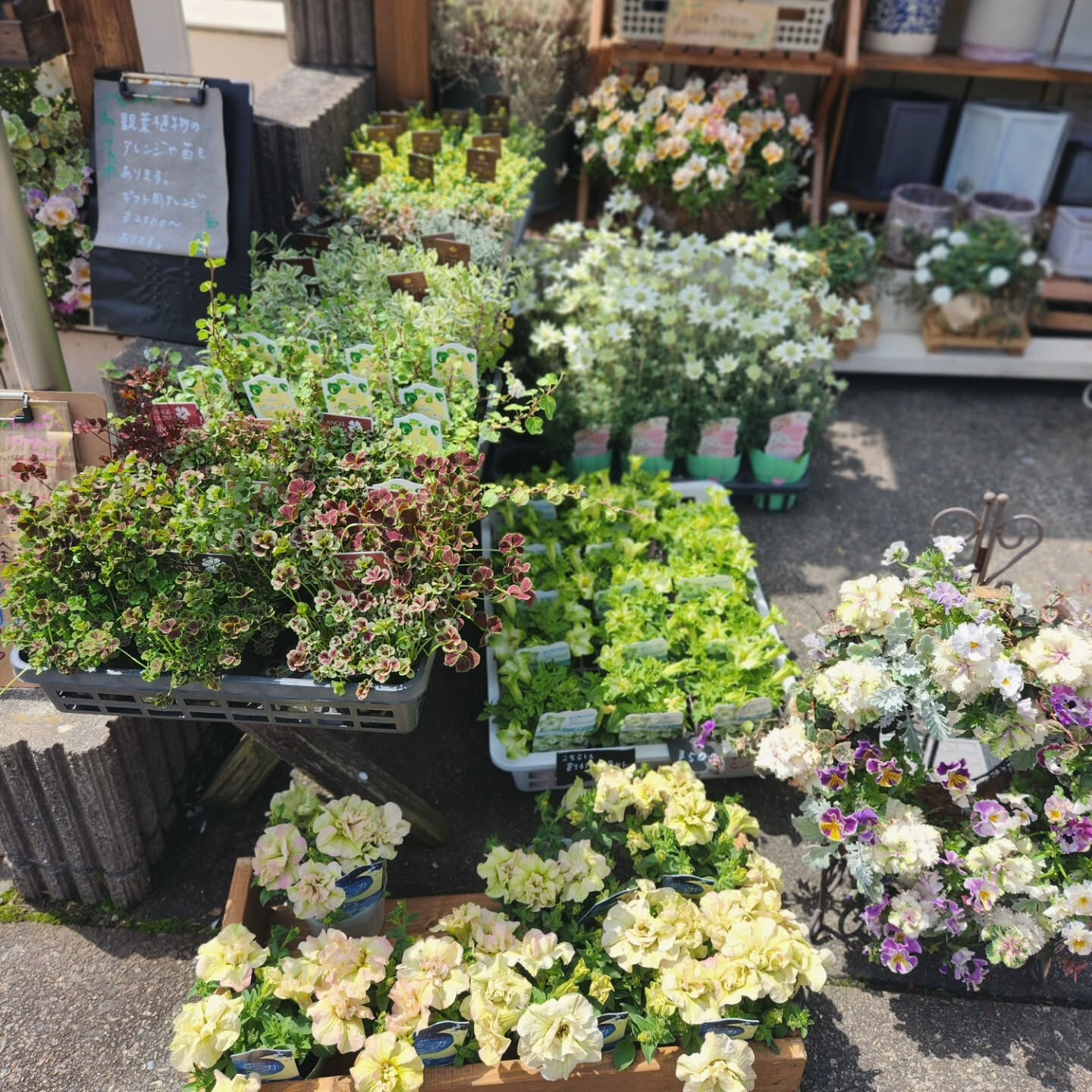 【ペチュニア 純粋 入荷しました❁⃘*.ﾟ】