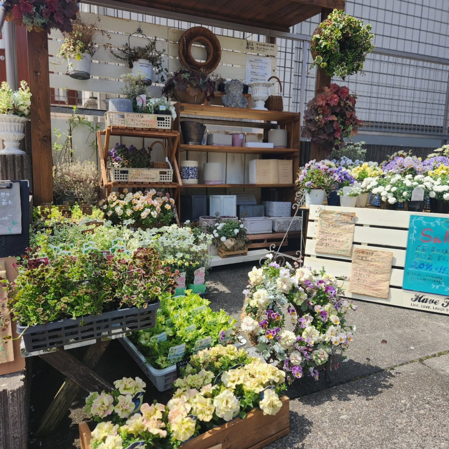 【ペチュニア 純粋 入荷しました❁⃘*.ﾟ】