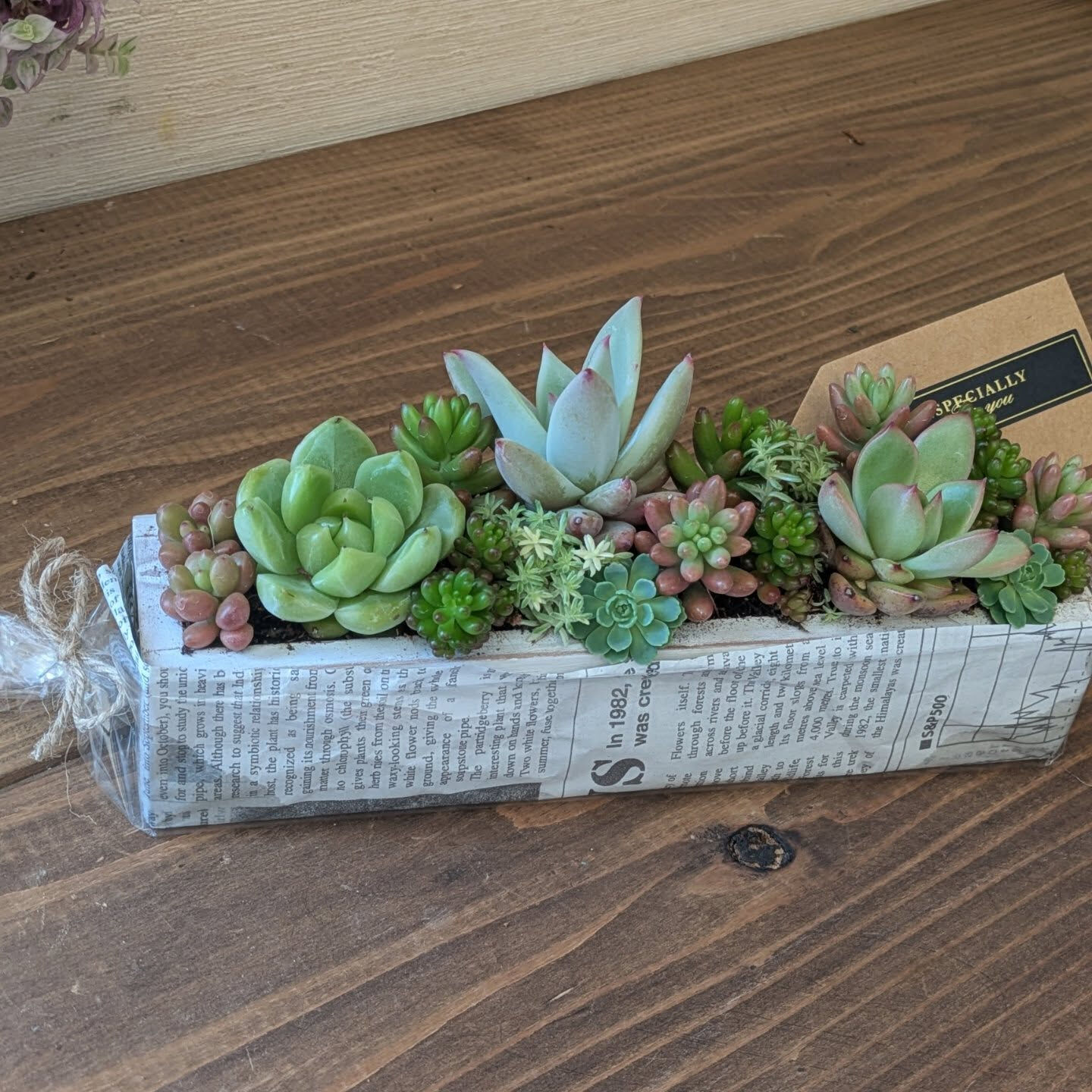 【多肉 入荷しました𓂃𓂂ꕤ*.ﾟ】