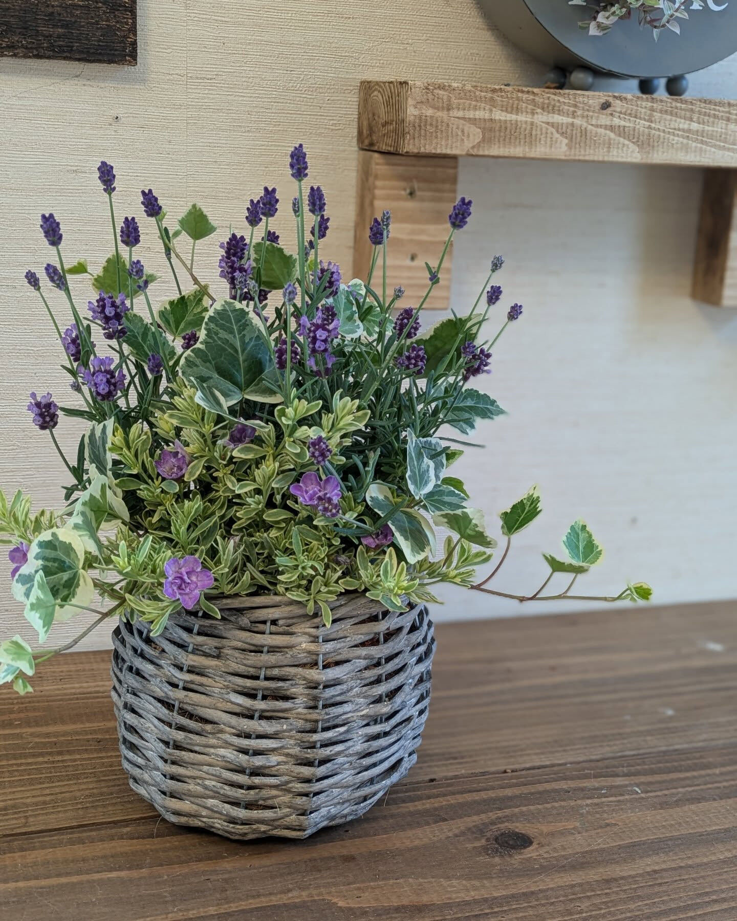 【花束の代わりの寄せ植え𓂃𓂂ꕤ*.ﾟ】
