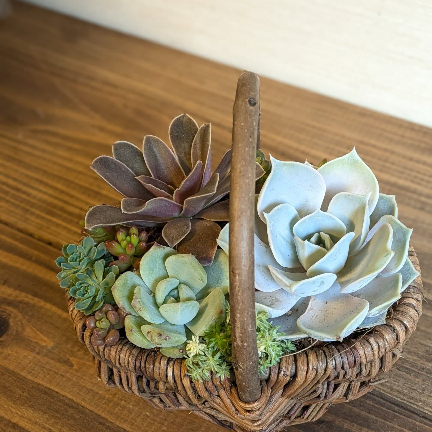 【多肉寄せ植え かごarrange𓂃𓂂ꕤ*.ﾟ】