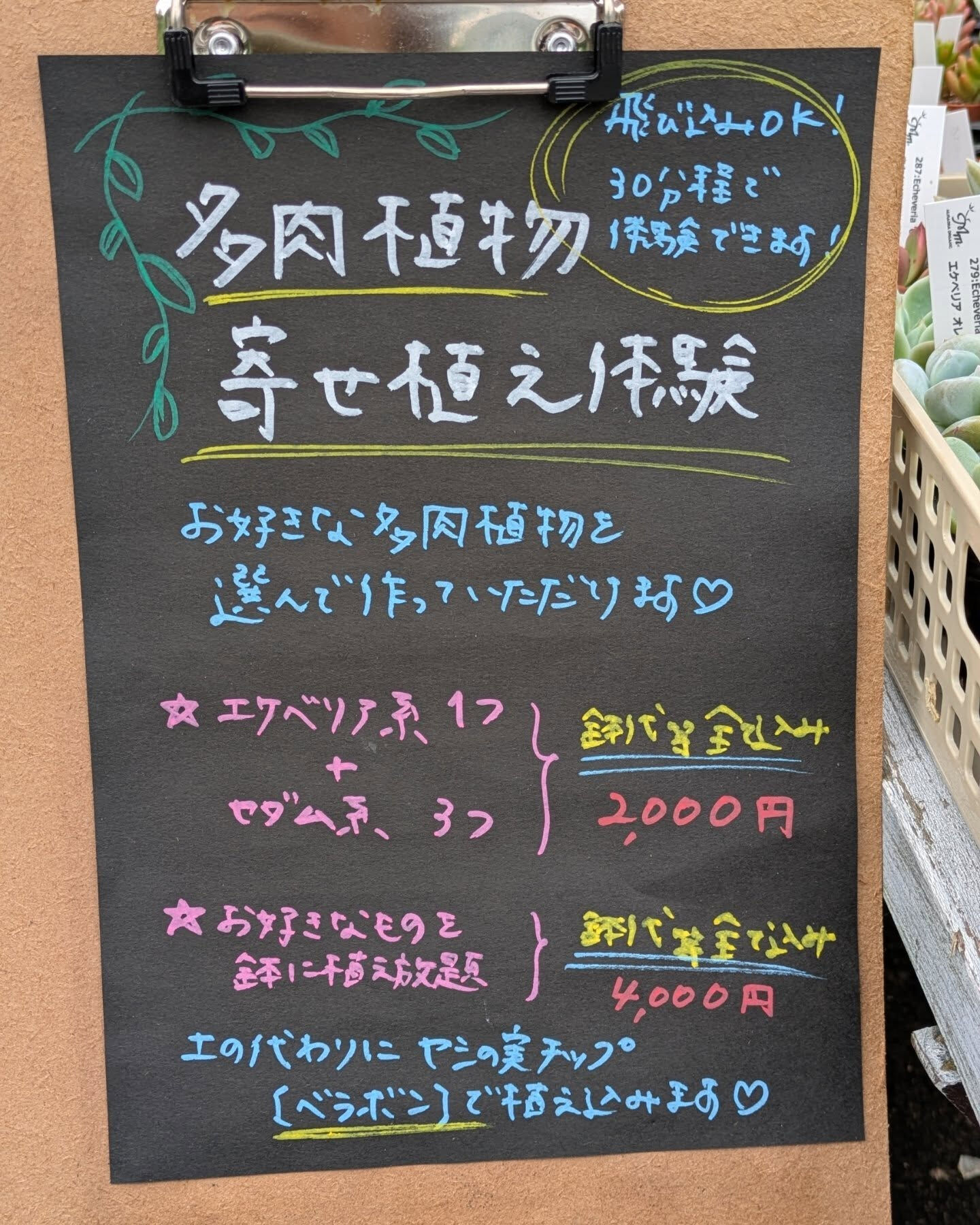 【多肉寄せ植え体験𓂃𓂂ꕤ*.ﾟ】