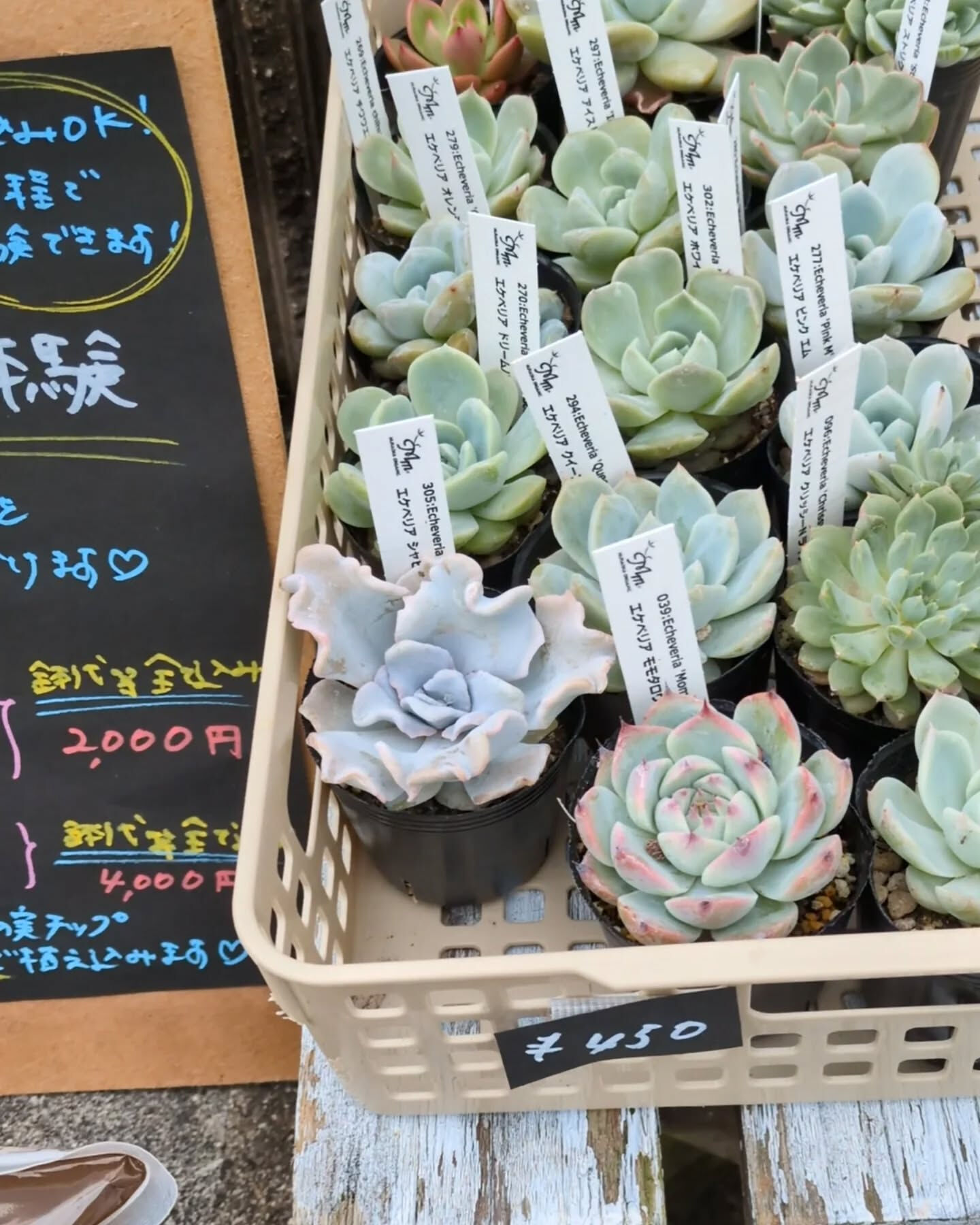 【多肉寄せ植え体験𓂃𓂂ꕤ*.ﾟ】