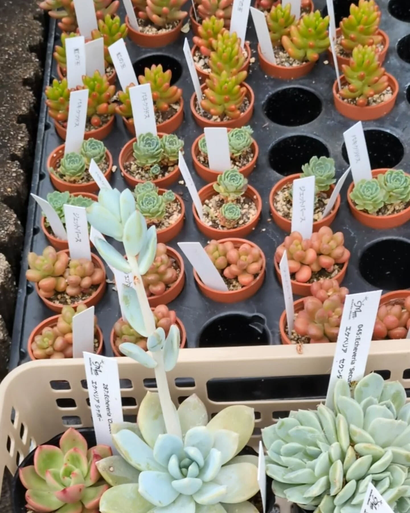 【多肉寄せ植え体験𓂃𓂂ꕤ*.ﾟ】