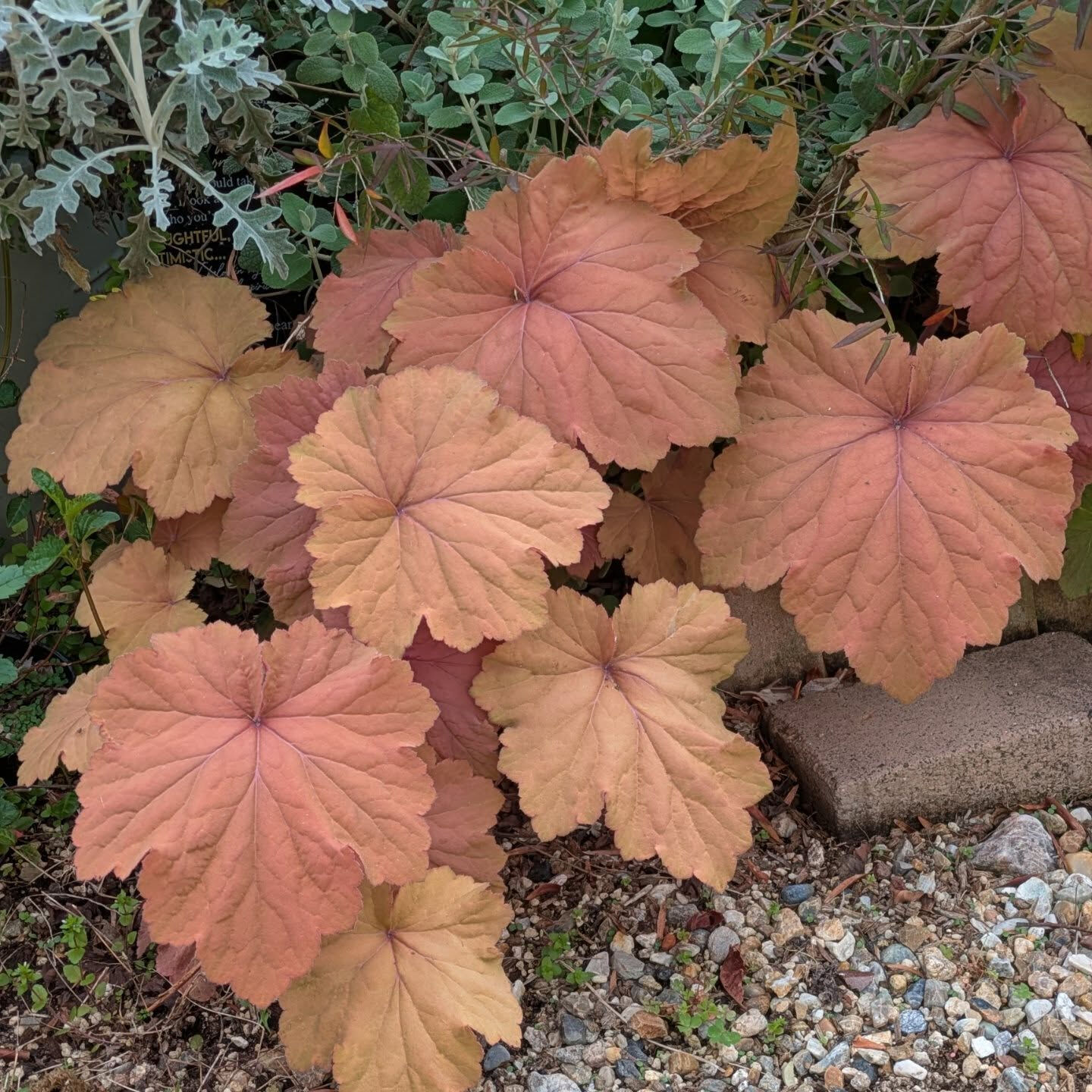 療養しながら、植物からパワーをもらう