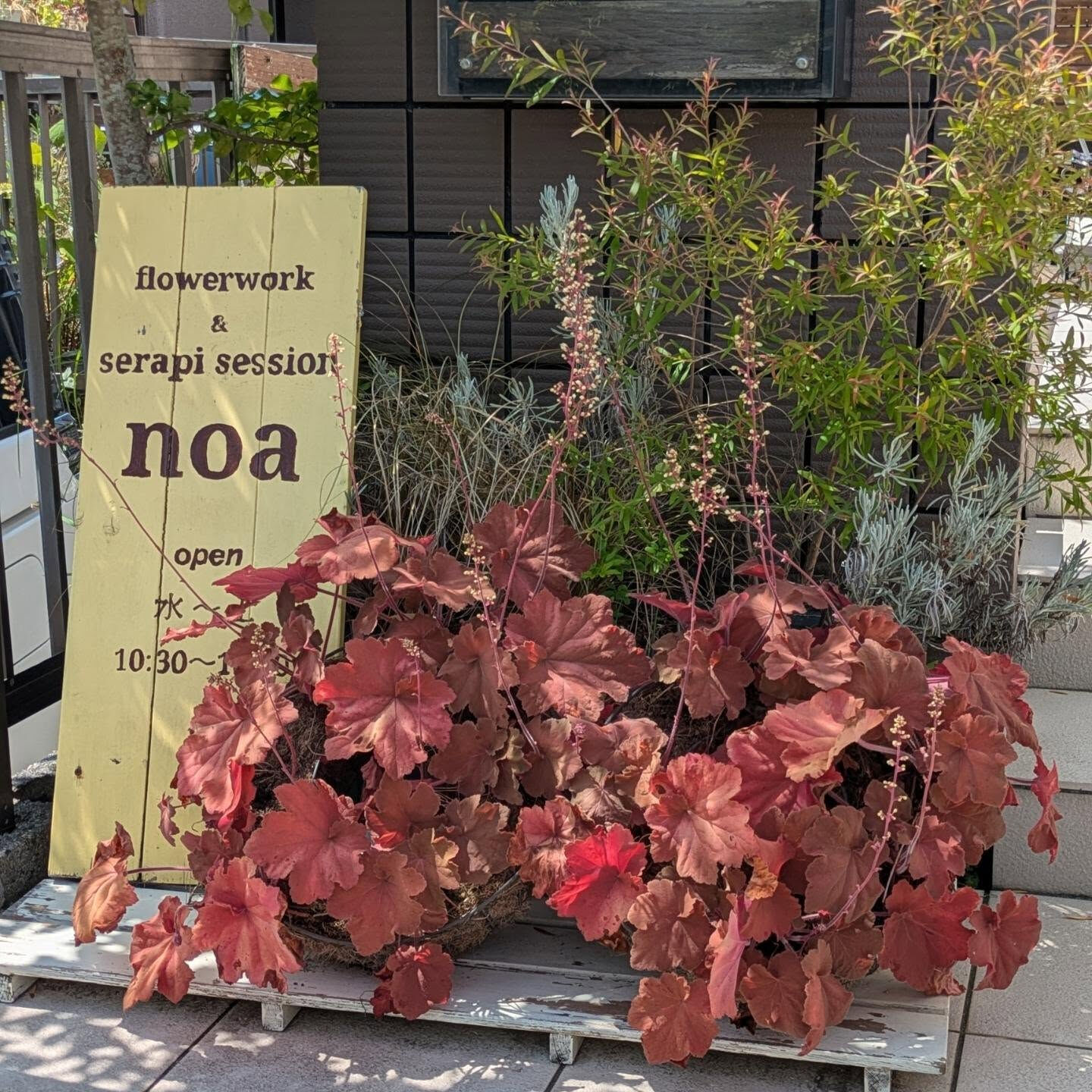 暑さで植物たちも、元気がないね…