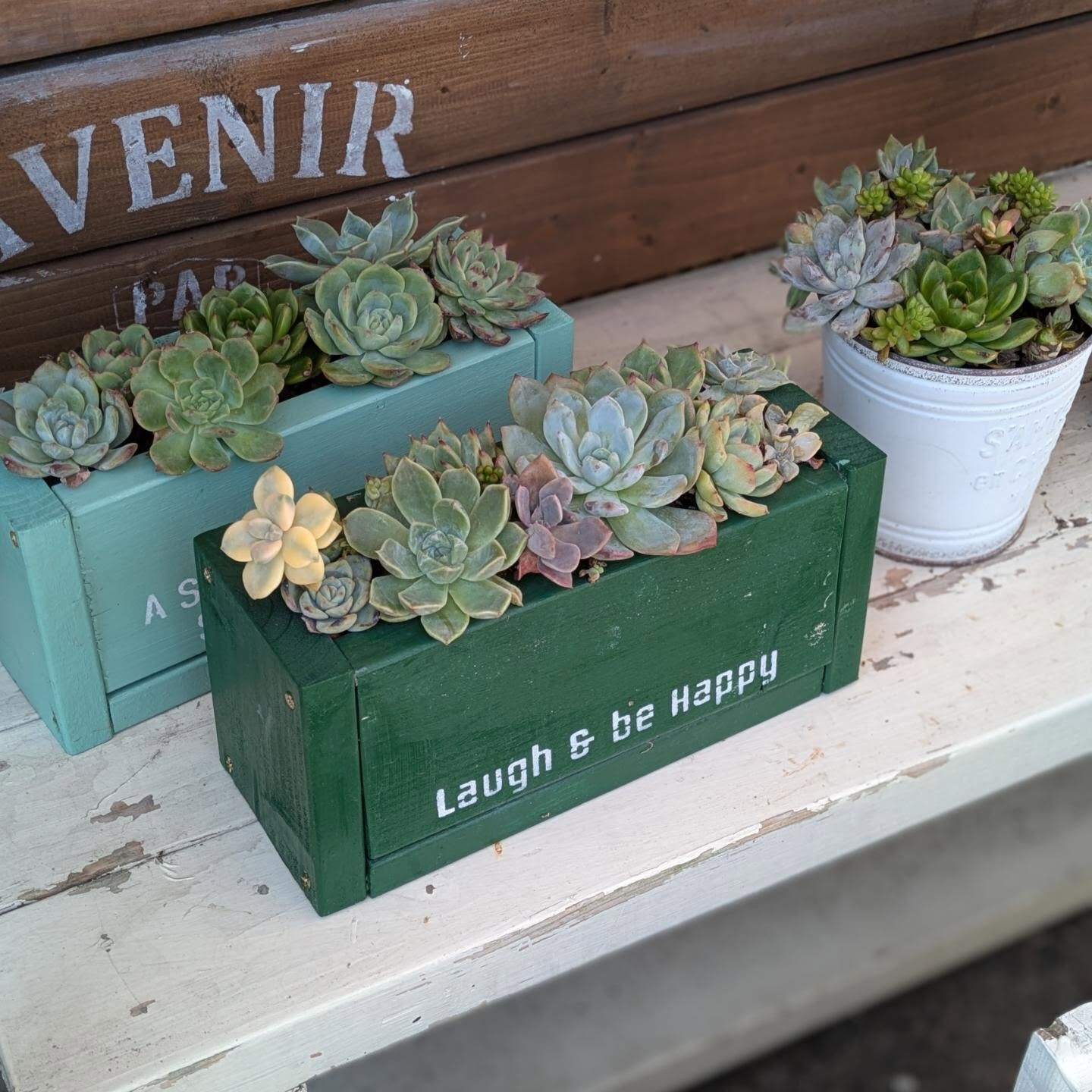 暑さで植物たちも、元気がないね…
