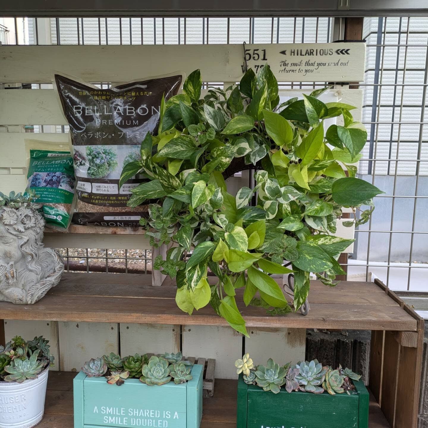 リースアレンジの観葉植物を、⁡